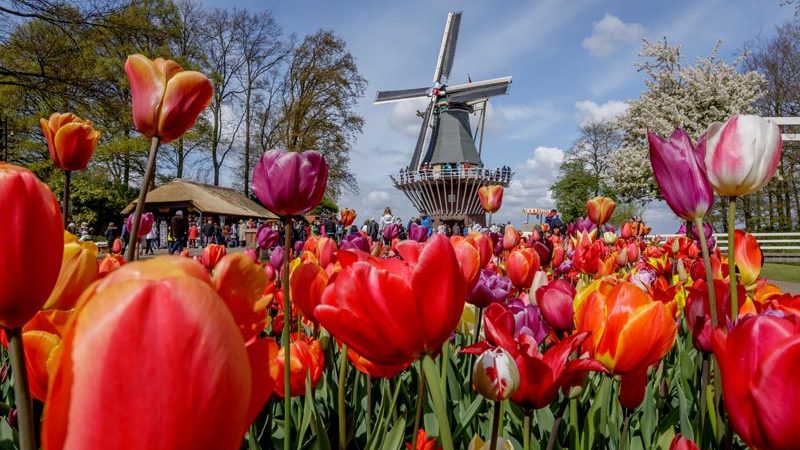 Tulipas e moinho de vento na Holanda durante a primavera